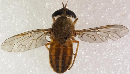 Réf. 244 486 : Tabanus sp.
